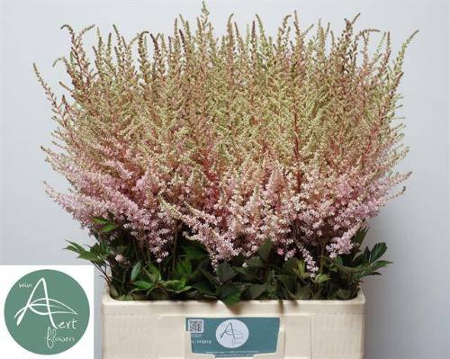 Astilbe (Arendsii Grp) 'Earth Light Pink'