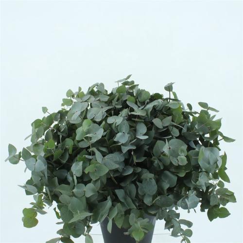 Eucalyptus cinerea