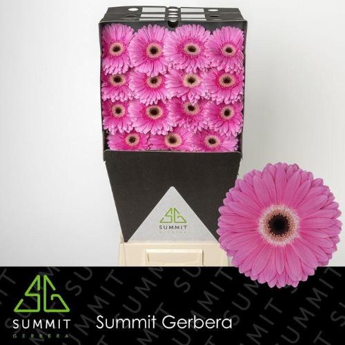 Gerbera grootbloemig 'Dreamer'