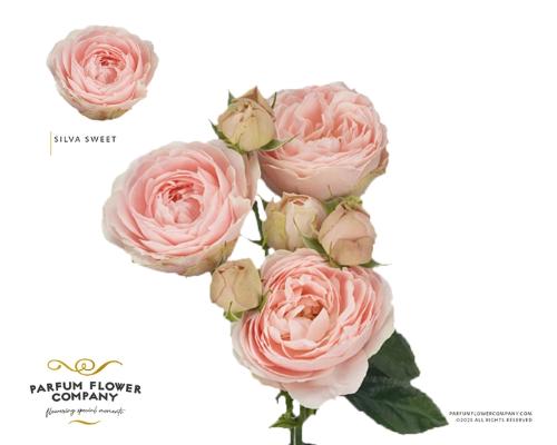 Rosa tros Silva Sweet+