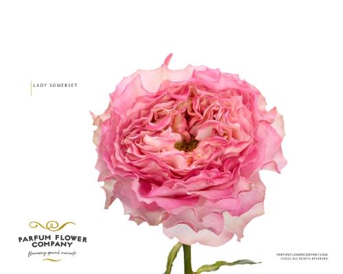 Rosa grootbloemig Lady Somerset