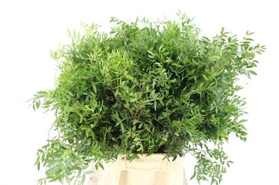 Pistacia (blad) per bos