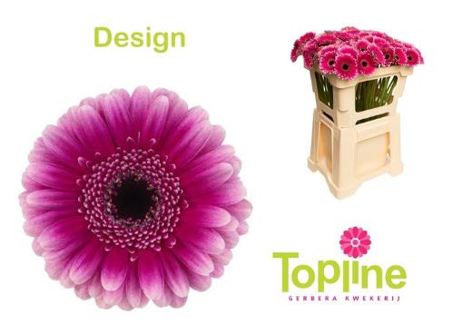 Gerbera mini Design