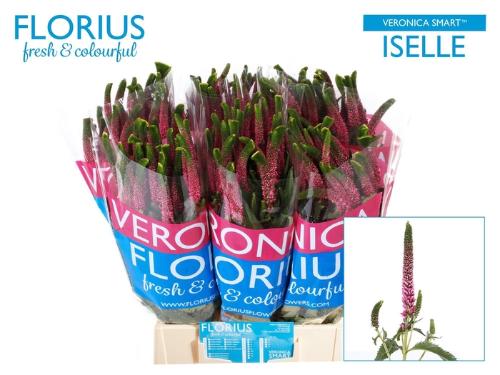 Veronica Smart Iselle