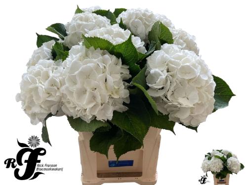 Hydrangea macrophylla Noordpool