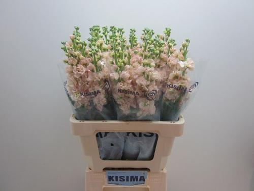 Matthiola incana 'Iron Apricot'