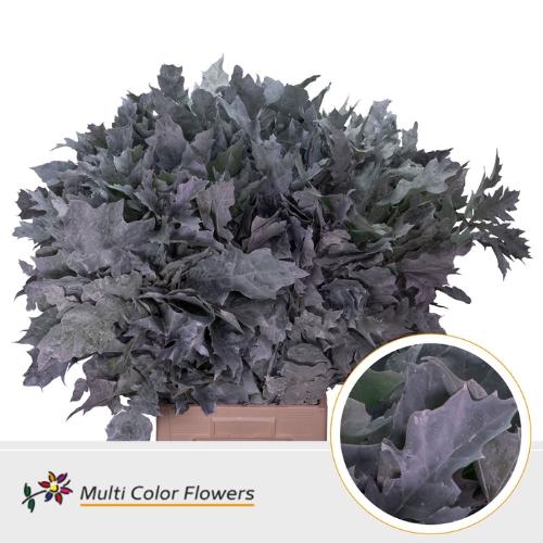 Quercus rubra kleurbehandeld H%