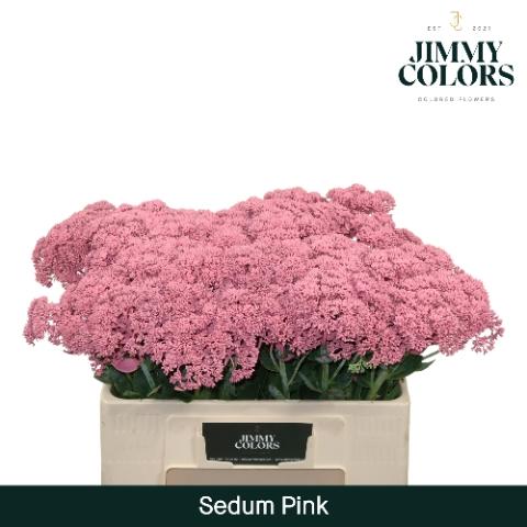 Sedum kleurbehandeld H%