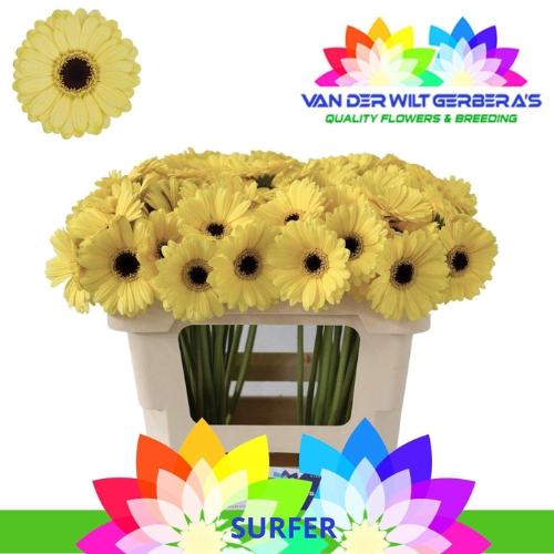 Gerbera mini 'Surfer'