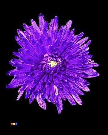 Chrysanthemum (Indicum Grp) geplozen Topspin kleurbehandeld H%
