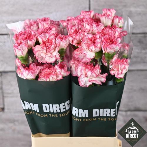 Dianthus standaard 'Komachi'