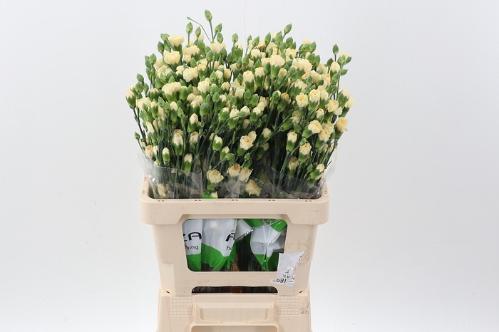 Dianthus tros 'Creme Intermezzo'