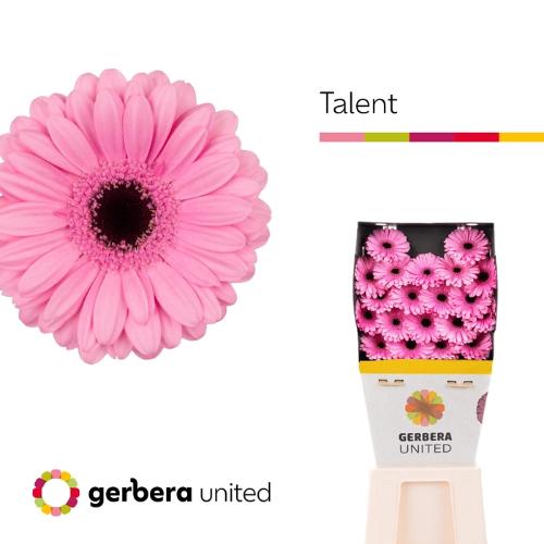 Gerbera mini Talent