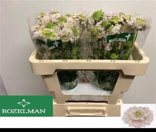 Scabiosa atropurpurea French Vanilla Bon Bon Scoop