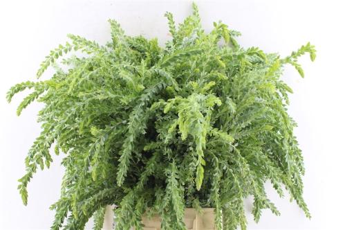 Decoratiegroen overig per bos