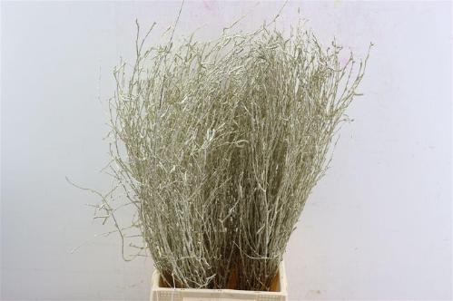 Betula kleurbehandeld H%