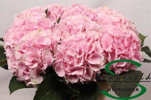 Hydrangea macrophylla 'Verena'