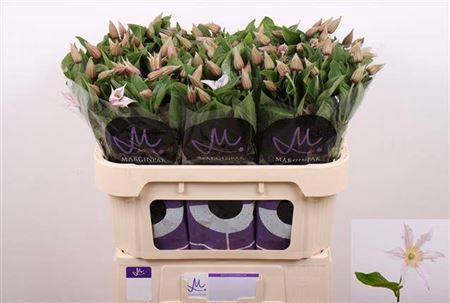 Clematis Amazing Kansas