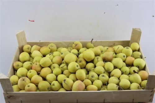 Siervruchten per bak Malus overig