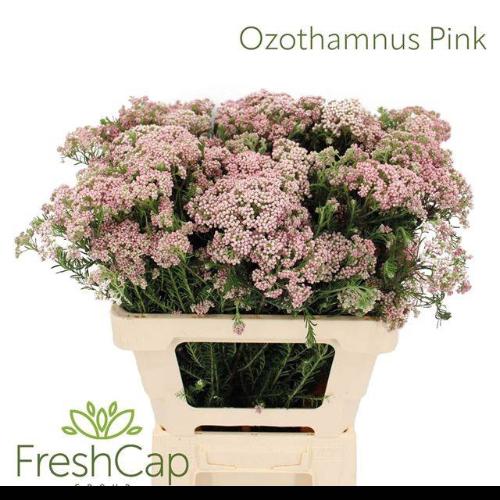 Ozothamnus 'Cooks Tall Pink'