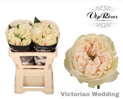 Rosa grootbloemig Victorian Wedding+
