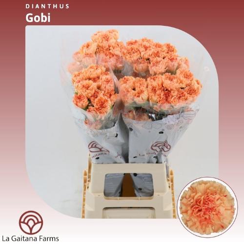 Dianthus standaard Gobi