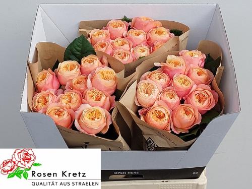 Rosa grootbloemig Dorset!