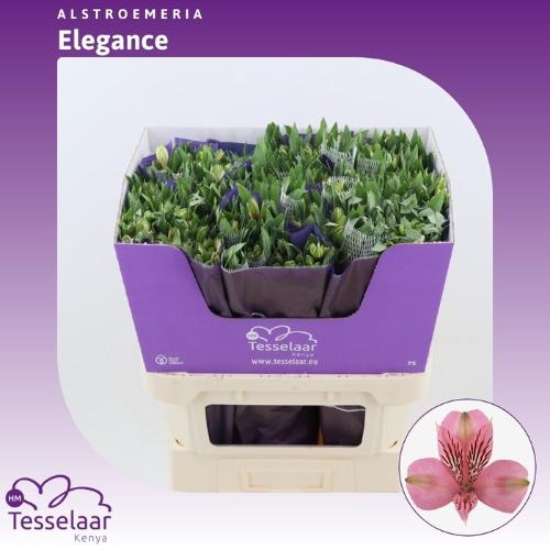Alstroemeria Elegance