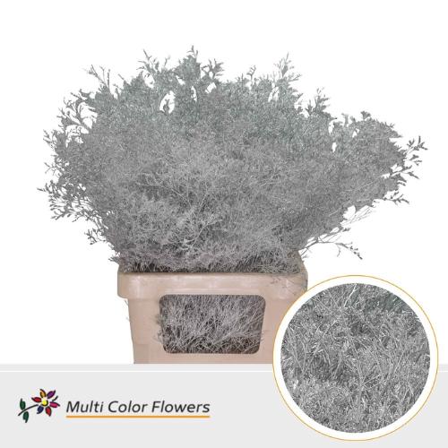 Limonium overig kleurbehandeld H%