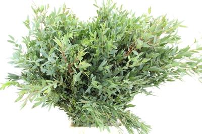 Eucalyptus parvifolia