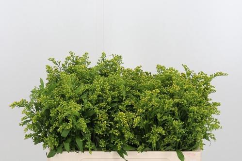 Solidago Carzan Glory