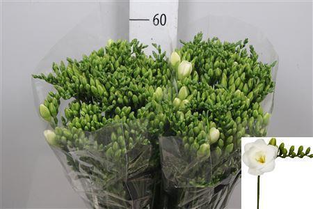 Freesia dubbelbloemig Versailles