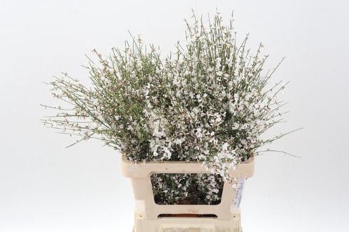 Genista overig wit per bos