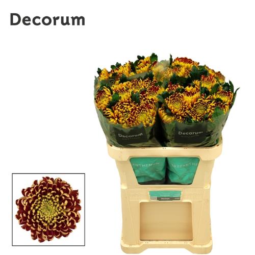 Chrysanthemum Indicum Grp geplozen kas 'Fuego'