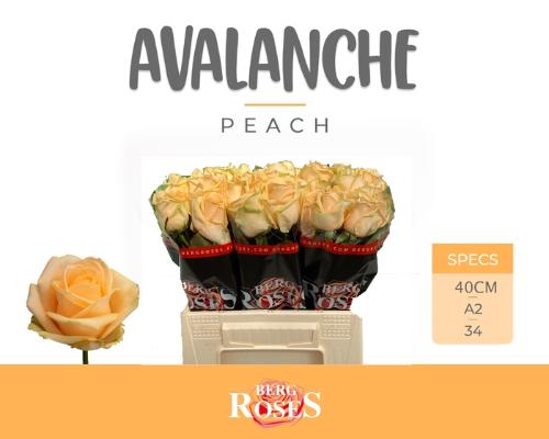 Rosa grootbloemig Avalanche Peach+
