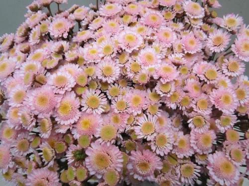 Chrysanthemum Indicum Grp tros kas kleurbehandeld H%