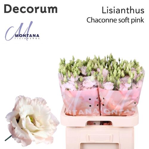 Eustoma russellianum gevuldbloemig 'Chaconne Soft Pink'