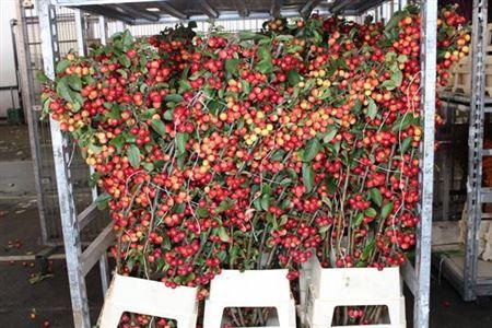 Siervruchten per tak Malus 'Red Sentinel'