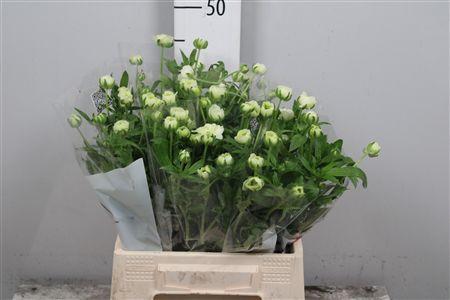 Ranunculus Butterfly Graces