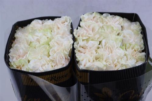 Rosa grootbloemig overig