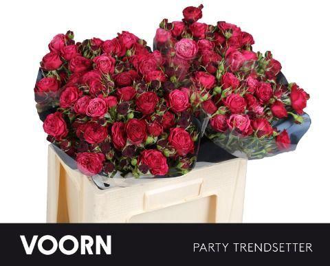 Rosa tros Party Trendsetter