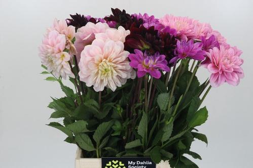Dahlia gemengd in fust