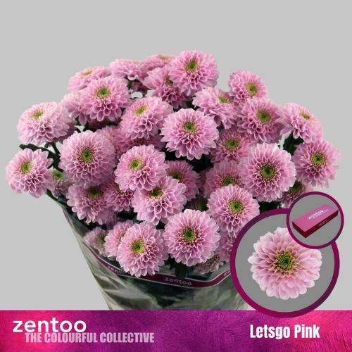Chrysanthemum (Indicum Grp) tros Letsgo Pink