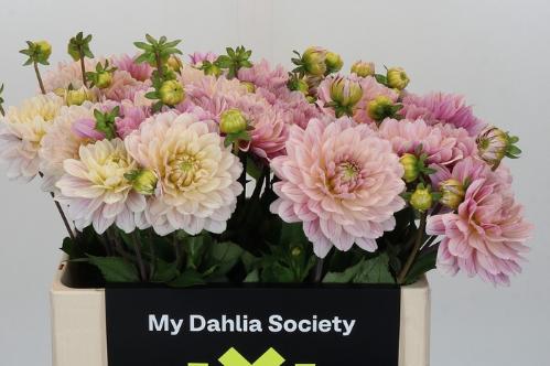 Dahlia overig