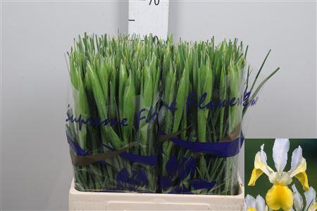 Iris (Hollandse Iris Grp) 'Apollo'