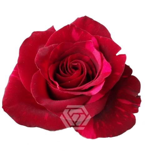 Rosa grootbloemig Red Panther