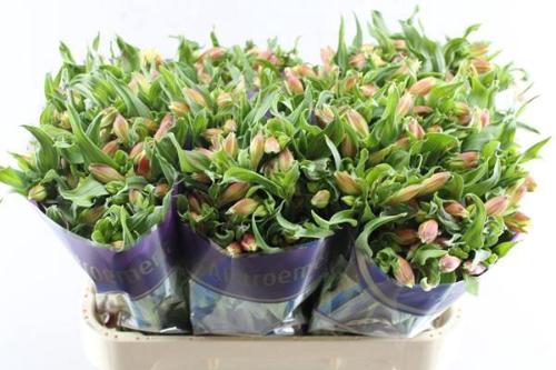 Alstroemeria Bali