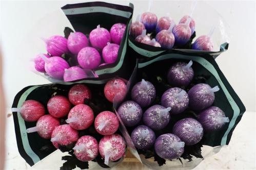 Chrysanthemum (Indicum Grp) geplozen Antonov kleurbehandeld H%