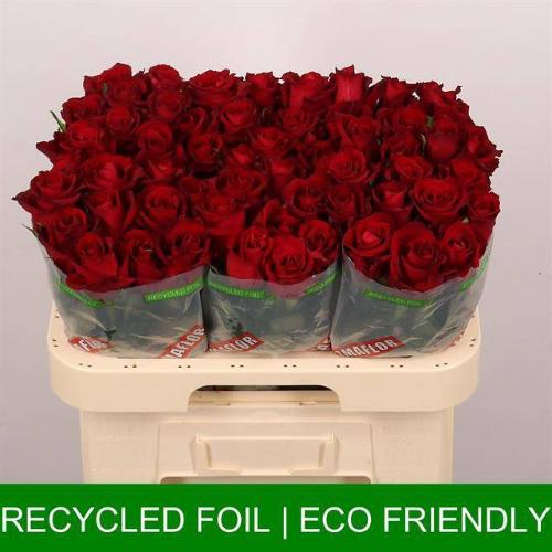 Rosa grootbloemig Ever Red