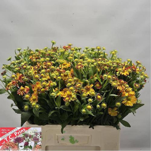 Helenium 'Orange Beauty'